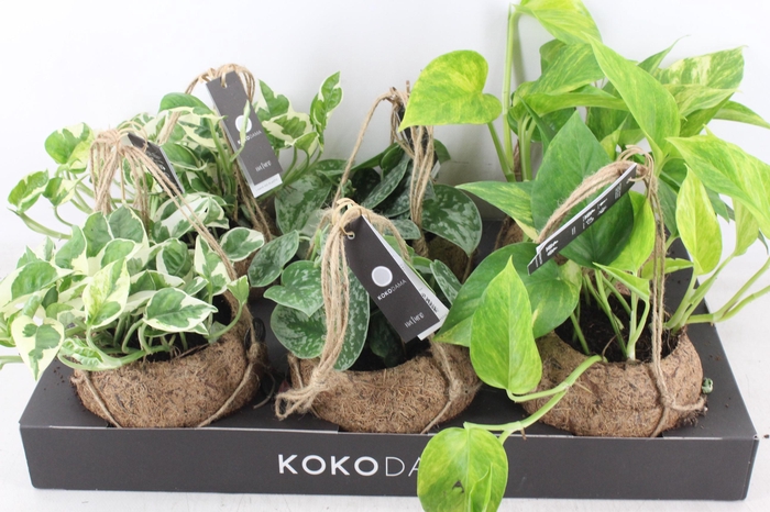 <h4>arr3 Kokoplant - Scindapsus mix</h4>