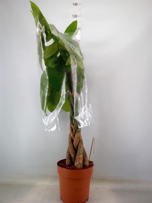 <h4>Pachira aquatica</h4>