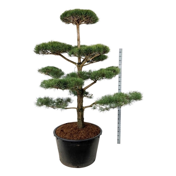 <h4>Pinus sylvestris</h4>