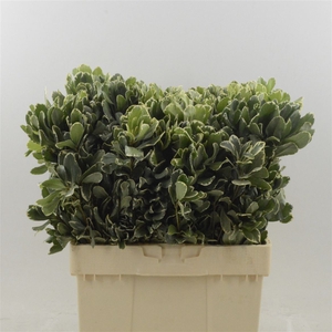 Pittosporum Ilan