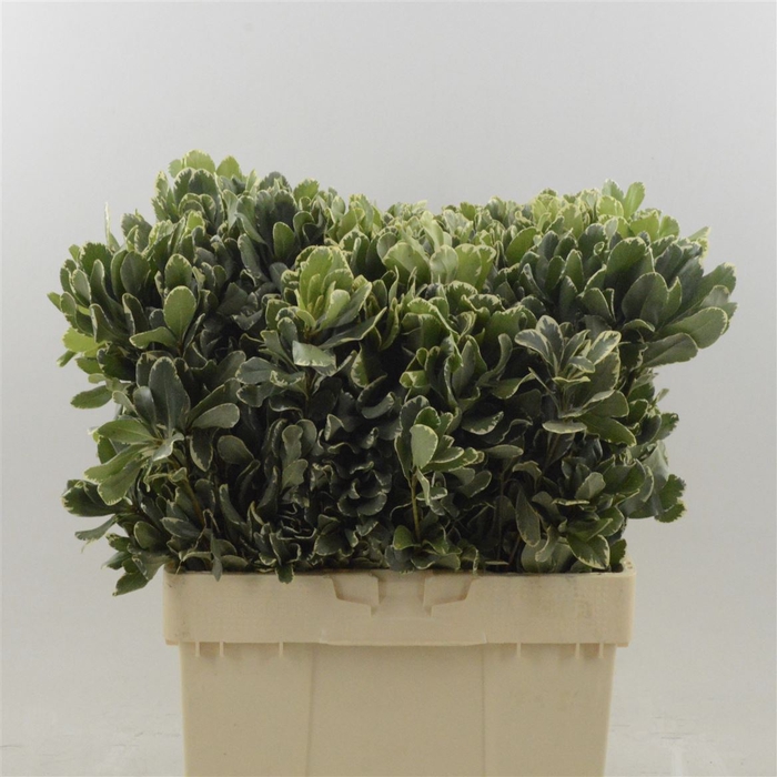 <h4>Pittosporum Ilan</h4>