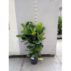 Ficus lyrata