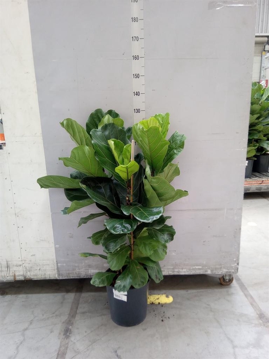 <h4>Ficus lyrata</h4>