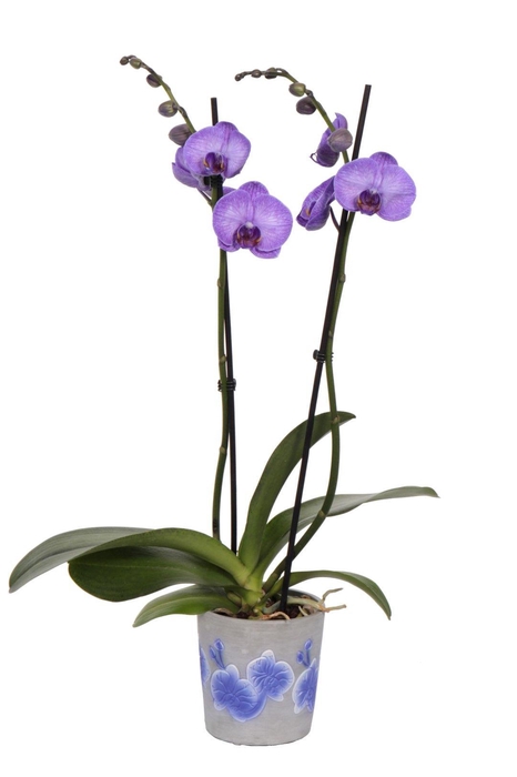 <h4>Fiore Purple Phal I Am Purple Heart 2T14+</h4>