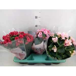 Begonia elat. EN 'Betulia' ..mix