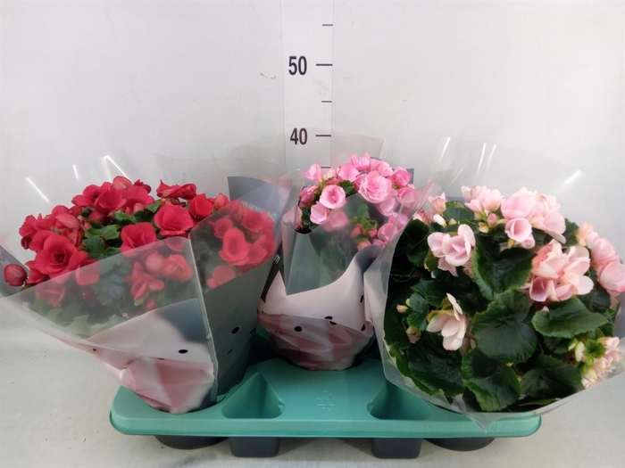 <h4>Begonia elat. EN 'Betulia' ..mix</h4>
