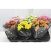 KALANCHOE DOBRADO P15