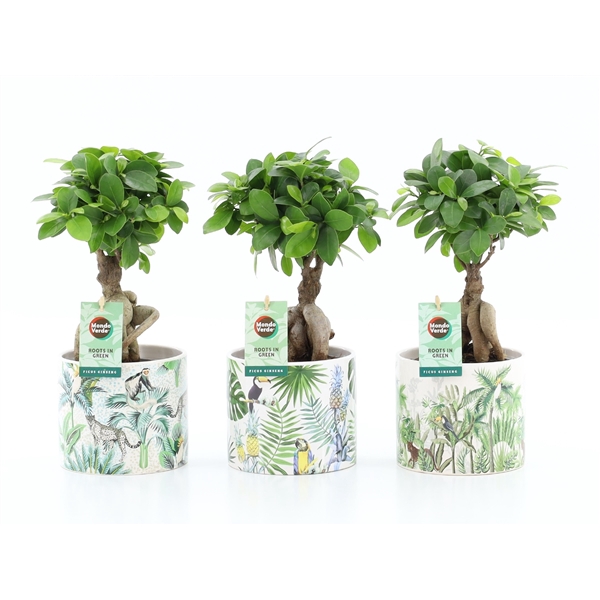 <h4>Ficus micr. Ginseng in Jungle Keramiek</h4>