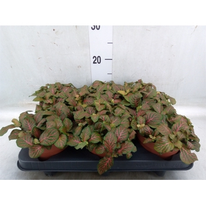 Fittonia verschaf. 'Joly Josan'