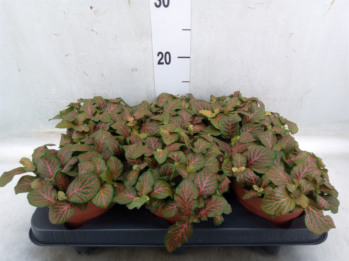 <h4>Fittonia verschaf. 'Joly Josan'</h4>