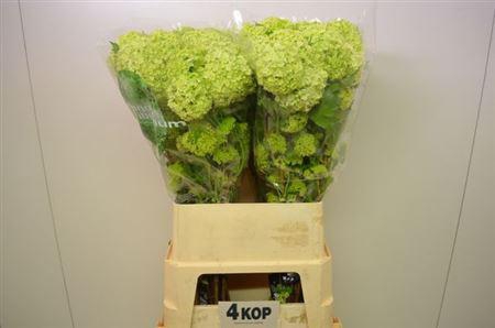 <h4>Viburnum Roseum St</h4>