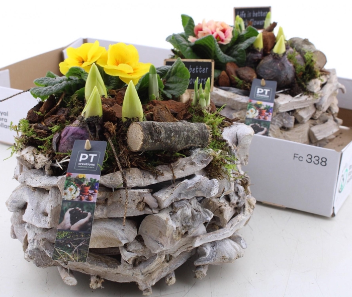 <h4>ARR PL IN SCHAAL</h4>