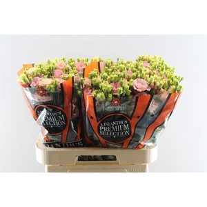 Eust G Sabrina Orange