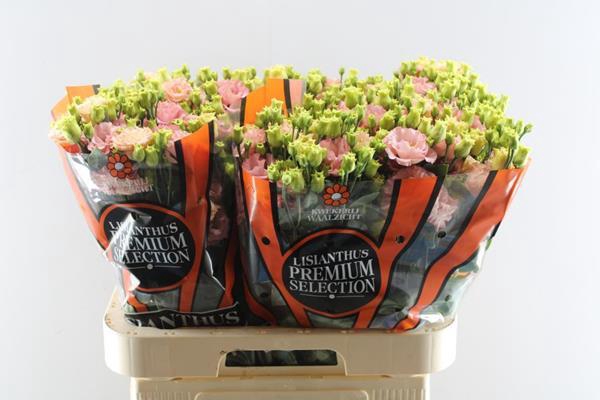 <h4>Eust G Sabrina Orange</h4>