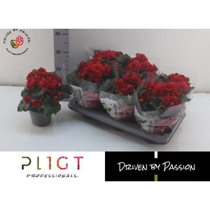 BEGONIA BALADIN P14