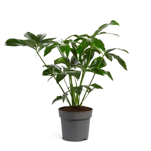 Philodendron  'Fun Bun'