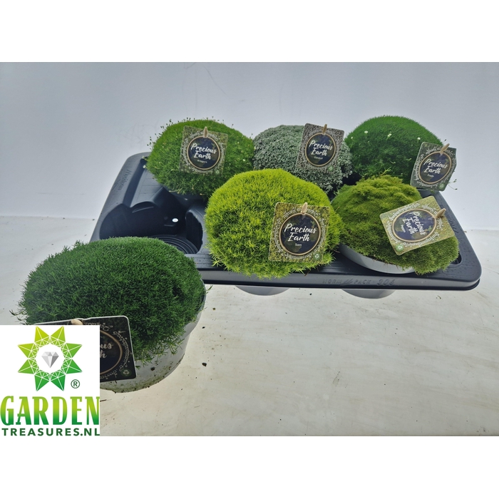 <h4>VASTE PLANTEN OV</h4>
