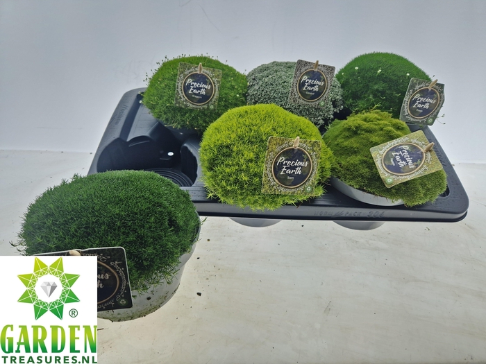 VASTE PLANTEN OV