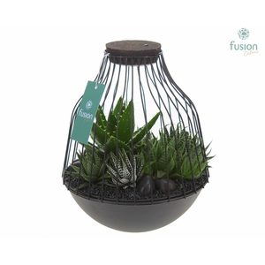 Vogelkooi metaal zwart Large LED met Succulenten