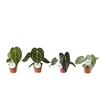 Anthurium blad