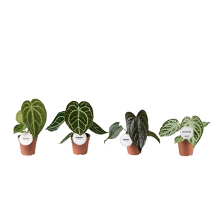 Anthurium blad