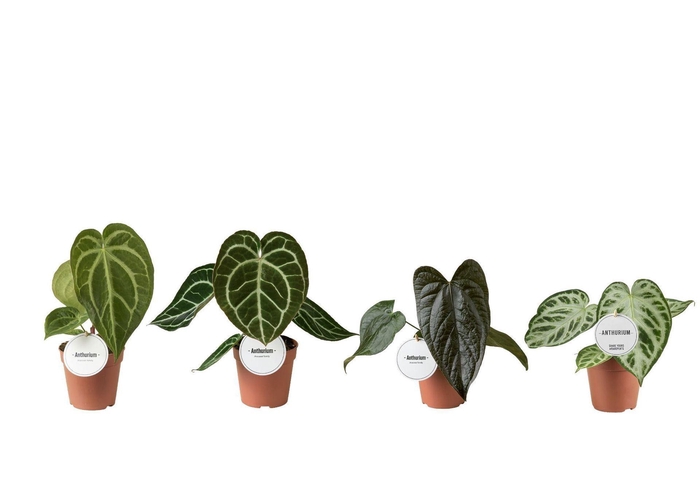 <h4>Anthurium blad</h4>