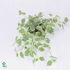 Peperomia scandens Variegata NEW