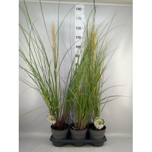Cortaderia sell. 'Pumila'