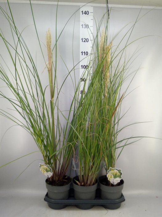 <h4>Cortaderia sell. 'Pumila'</h4>