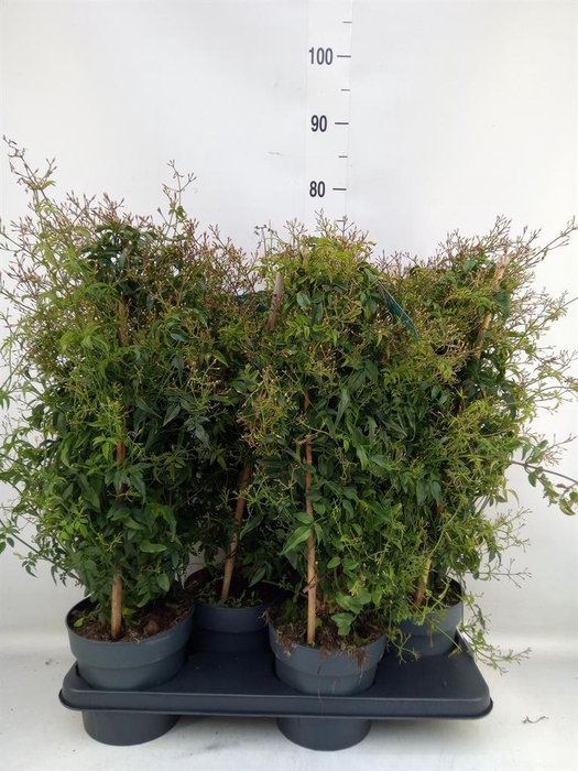 <h4>Jasminum polyanthum</h4>