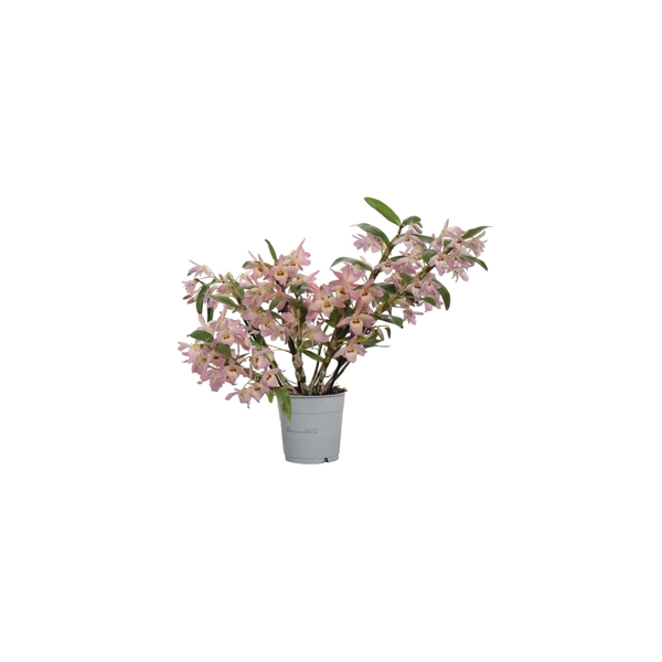 <h4>Dendrobium Nobile, Fairlight wild 4-5 tak</h4>