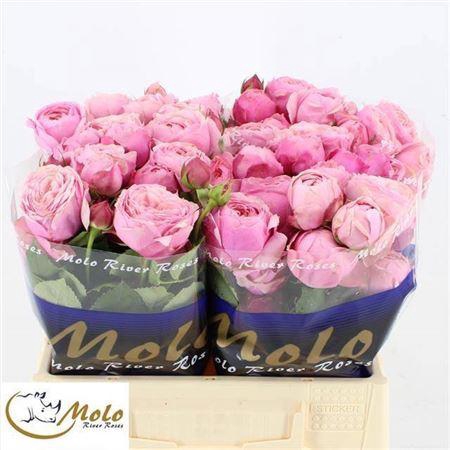 <h4>R Tr Silva Pink+</h4>