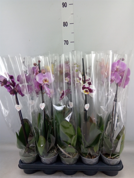 <h4>Phalaenopsis   ...</h4>