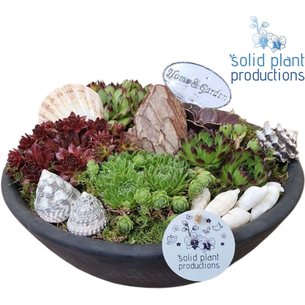 <h4>SMP005 Ebbi Medium Sempervivum</h4>