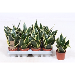 Sansevieria Golden Hahnii