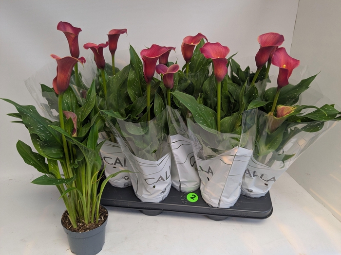 <h4>ZANT RED ALERT</h4>