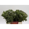 Kaaps Groen Silver Brunia