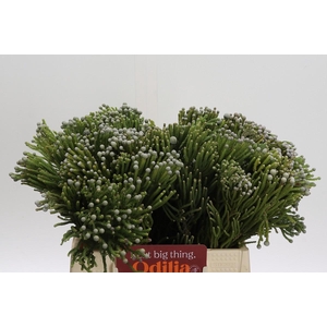 Cape Green Silver Brunia