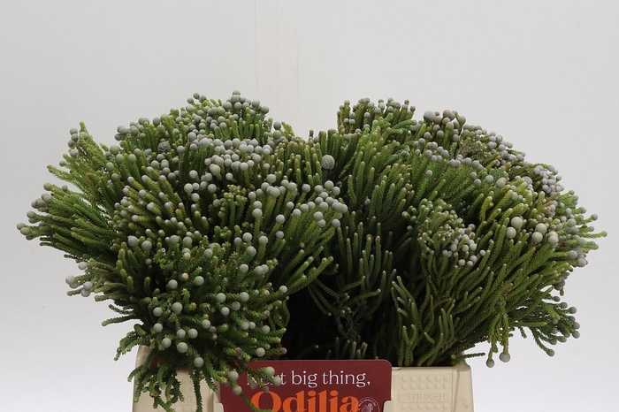 <h4>Cape Green Silver Brunia</h4>