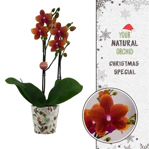 Christmas | Bolgheri 2 spike | Kerst potcover