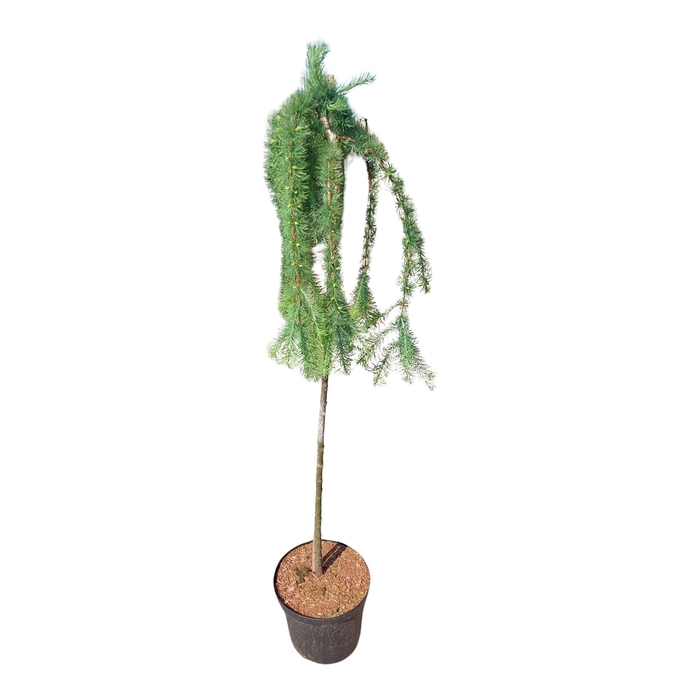 <h4>Larix decidua 'Puli'</h4>