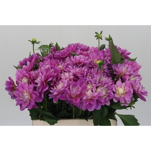 Dahlia Purple Onesta
