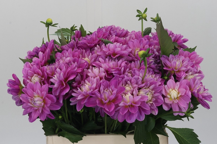 <h4>Dahlia Purple Onesta</h4>