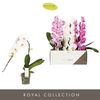 Phalaenopsis gemengd
