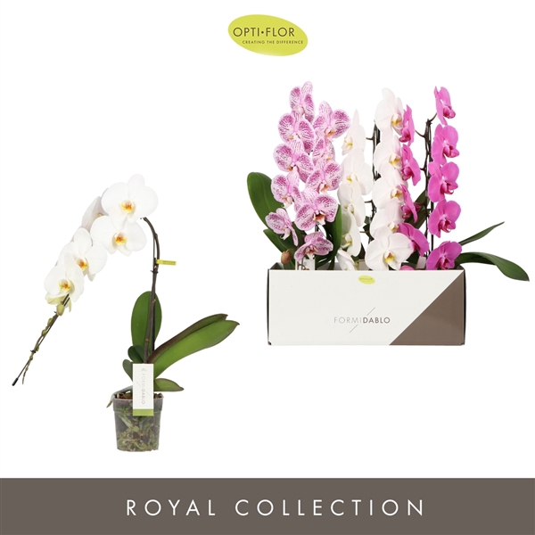 <h4>Phalaenopsis gemengd</h4>