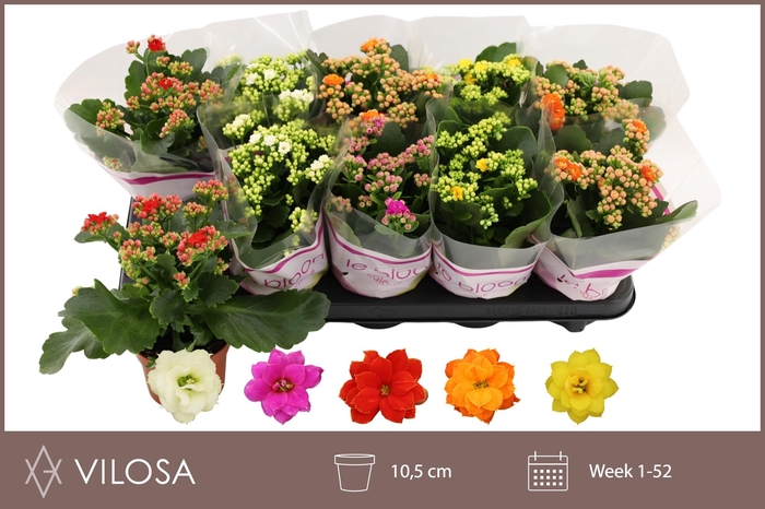 <h4>KAL GE GEM 5 KL</h4>