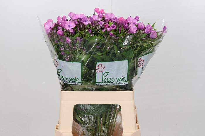 <h4>Phlox Lollipink</h4>