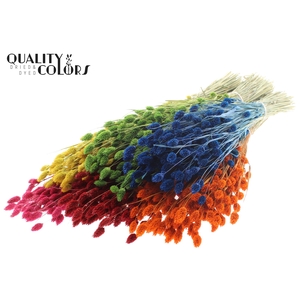 Phalaris per bunch Mixed Colours