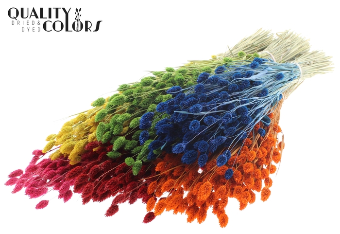 <h4>Phalaris per bunch Mixed Colours</h4>