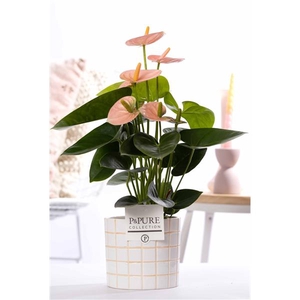 Anthurium pink (Spirit) in P&PURE Tirza ceramics